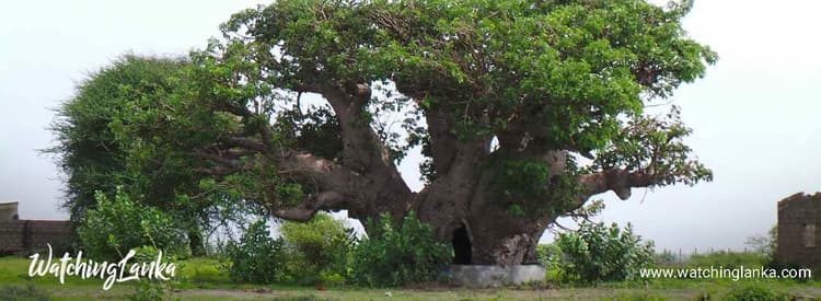 Baobab Tree in Pallimunai – Mannar