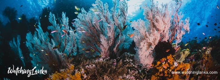 World Ocean Day (2021)…