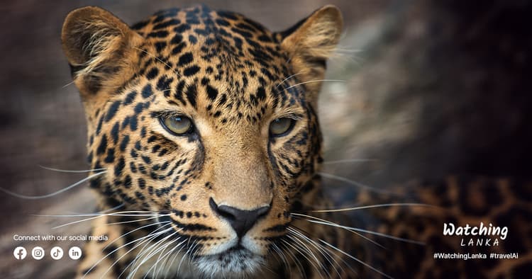 Best Safari Adventure – An Unforgettable Wildlife Experience