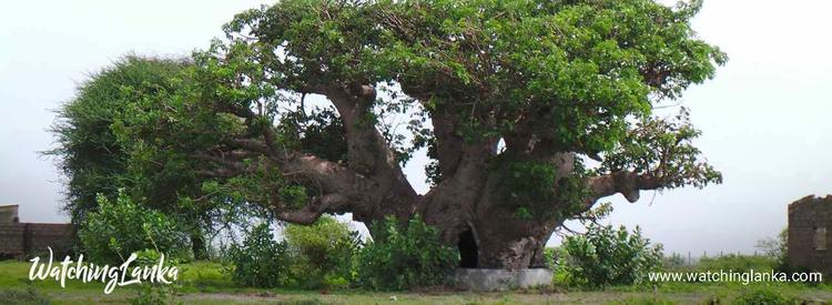 Baobab Tree in Pallimunai &#8211; Mannar