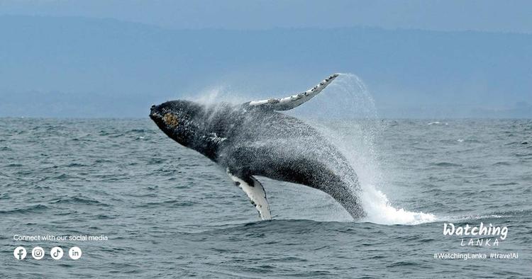 Whale Watching in Sri Lanka: The Ultimate Guide