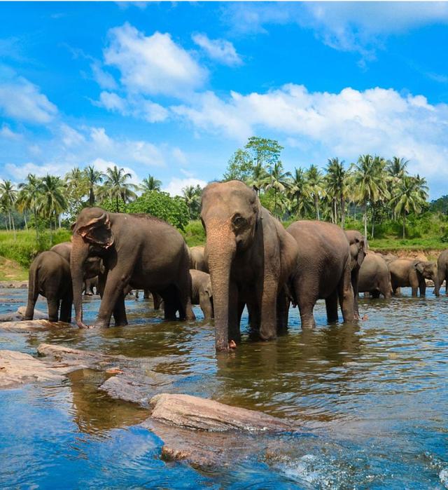 Elephant watching_image