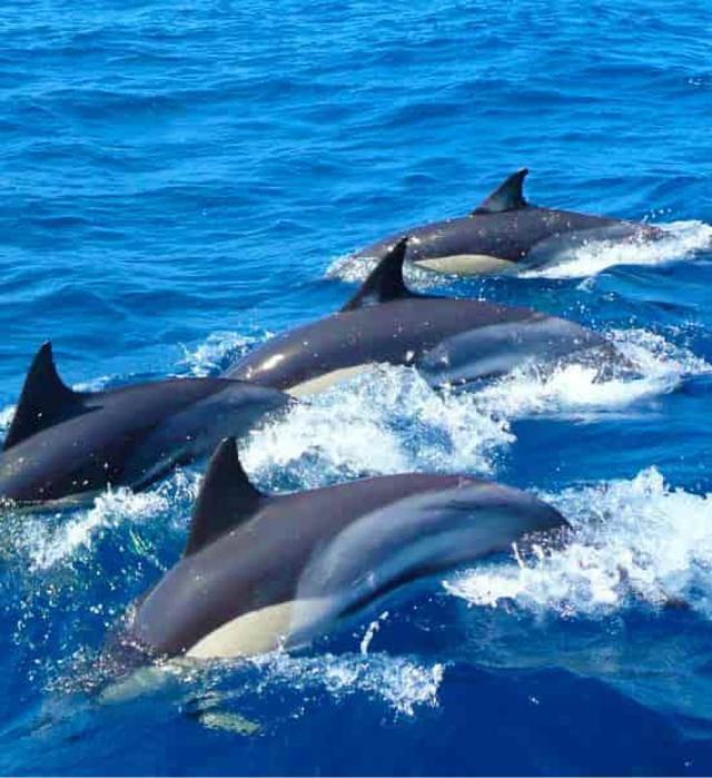 Whale & Dolphin watching_image