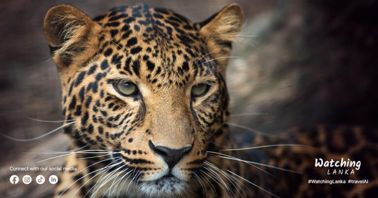 Best Safari Adventure – An Unforgettable Wildlife Experience