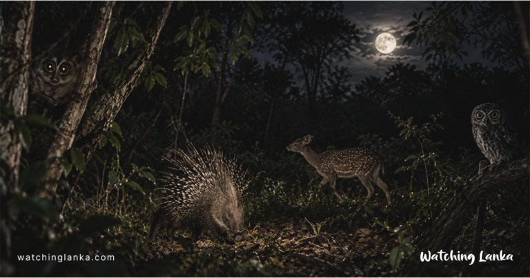 Sigiriya Night Tour: Ultimate Jeep Safari & Wildlife Guide